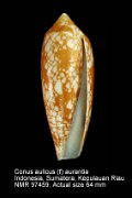 Conus aulicus (f) aurantia (4)